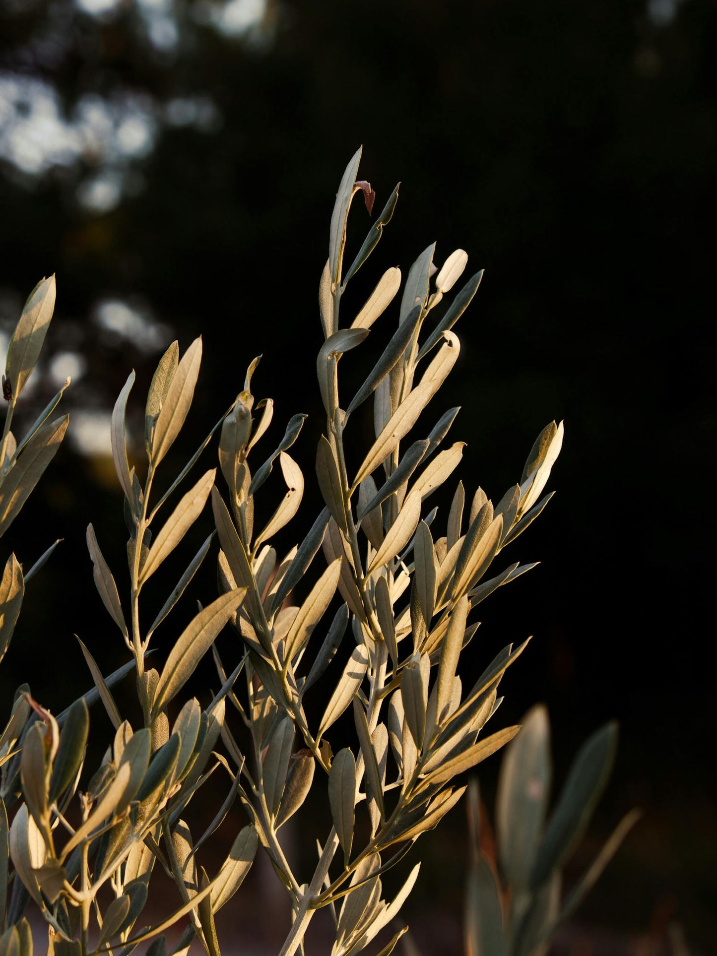 olive tree