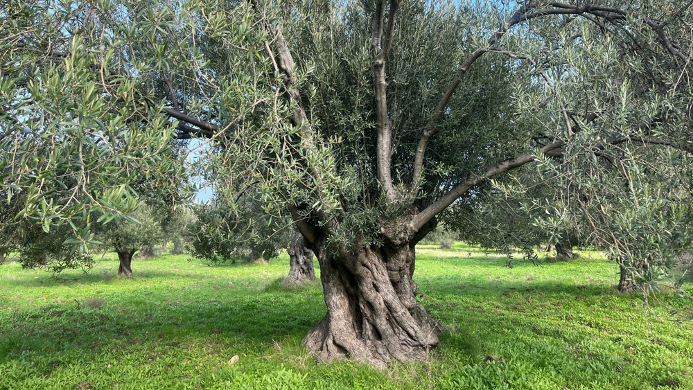 Zeytin Ağacı: Akdeniz’in Kadim Mirası, Ege’nin Kalbi Ayvalık’ta Yaşayan Bir Hikâye