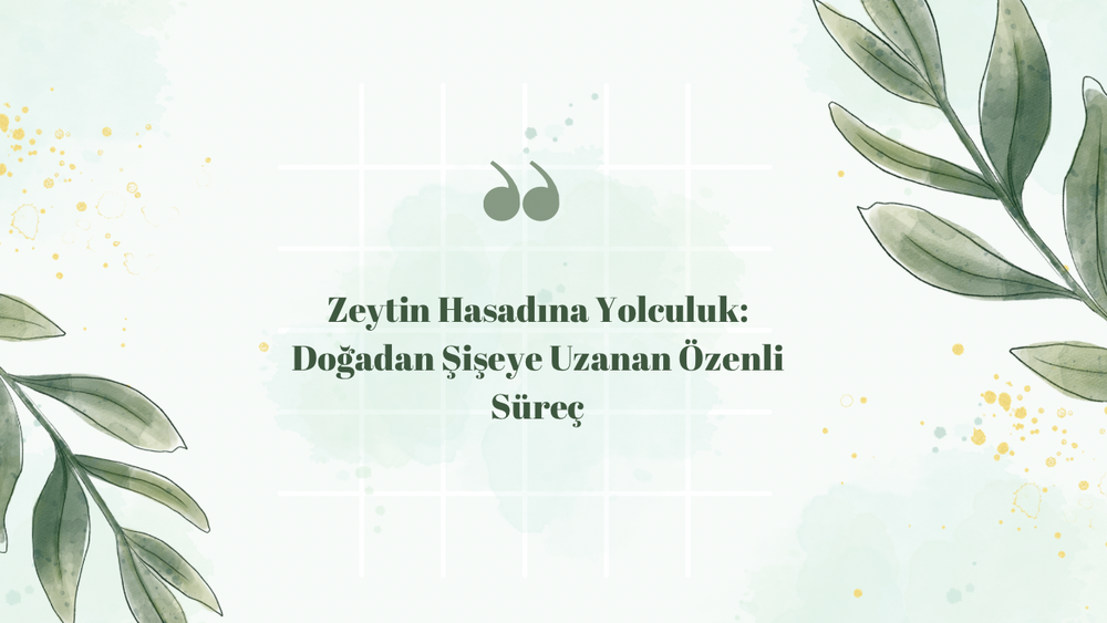 Zeytin Hasadına Yolculuk: Doğadan Şişeye Uzanan Özenli Süreç