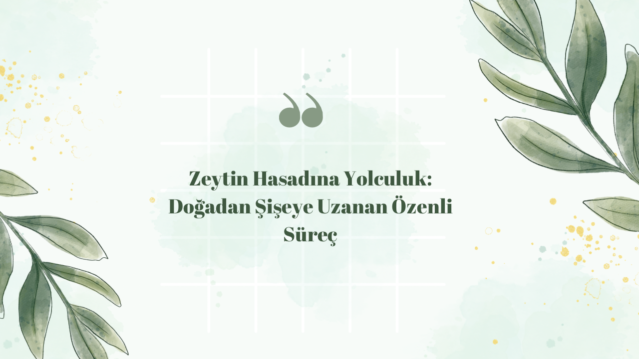 Zeytin Hasadına Yolculuk: Doğadan Şişeye Uzanan Özenli Süreç