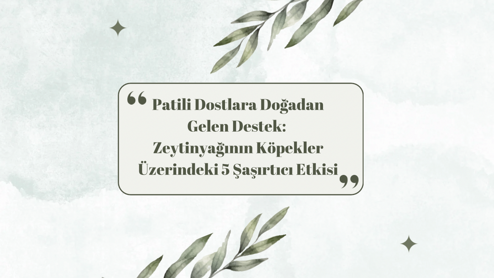 Patili Dostlara Doğadan Gelen Destek: Zeytinyağının Köpekler Üzerindeki 5 Şaşırtıcı Etkisi