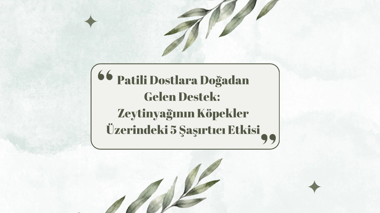 Patili Dostlara Doğadan Gelen Destek: Zeytinyağının Köpekler Üzerindeki 5 Şaşırtıcı Etkisi